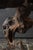 Wood Antique Japanese Burl Wood Display Stand / Meiji-Showa / Organic One-of-a-Kind For Sale - Image 7 of 18