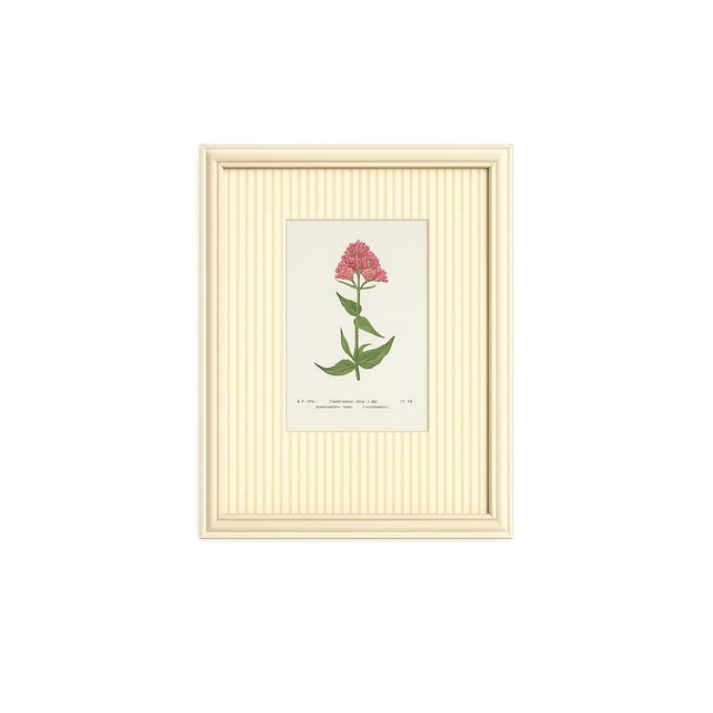 An exceptional collection of twelve authentic alpine botanical chromolithographs dating to approximately 1909, beautifully...
