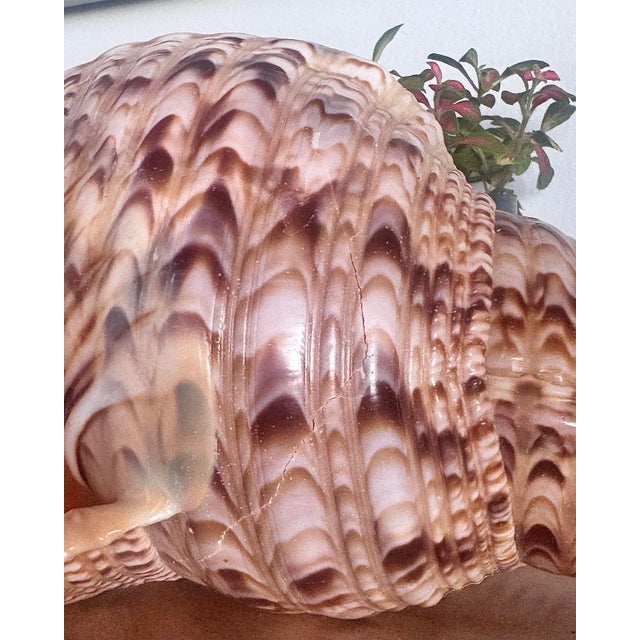 Mid 20th Century Rare 14” Giant Triton Trumpet Natural SeaShell For Sale - Image 6 of 9