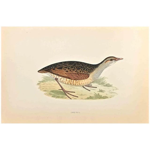 Land-Rail is a modern artwork realized in 1870 by the British artist Alexander Francis Lydon (1836-1917). Woodcut print on...