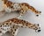 1970s Vintage Ceramic Cheetah Leopard Figurines - a Pair For Sale - Image 11 of 13