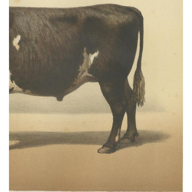 Borie, Normandy Ox, French Cattle Breed, 1863, Chromolithograph For Sale - Image 6 of 9