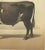 Borie, Normandy Ox, French Cattle Breed, 1863, Chromolithograph For Sale - Image 6 of 9