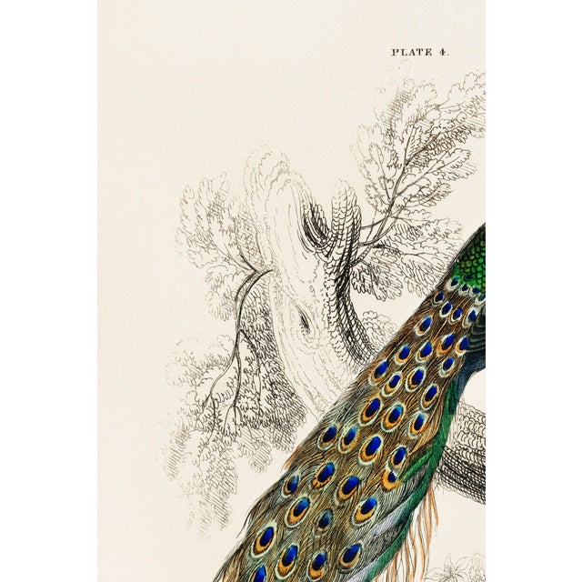 Vintage natural history peacock artwork reproduced from a historical source and refined for modern printing. The...