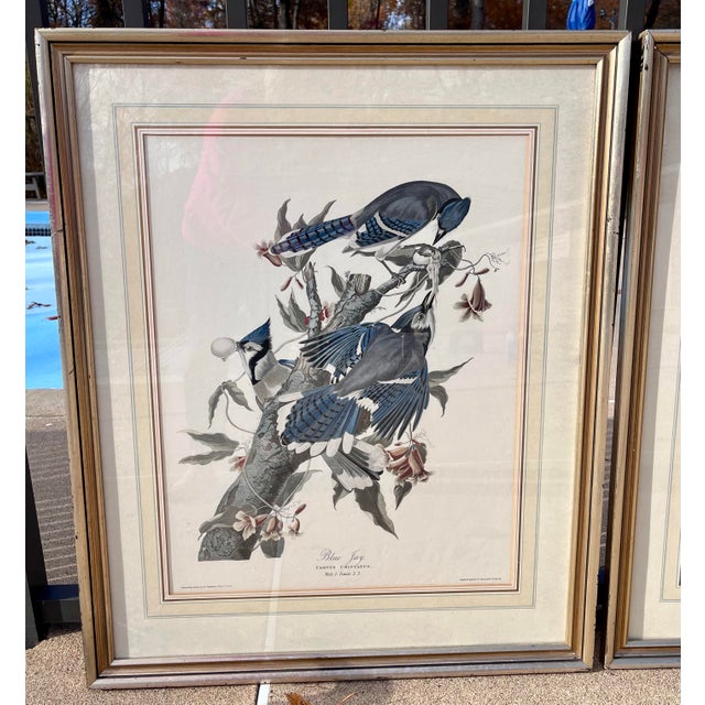 American 1960s XLarge 35"h Reproduction Prints of Audubon "Birds of America" Engravings by R. Havell -Set of 2 For Sale - Image 3 of 17