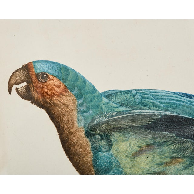 Pair Jacques Barraband Hand Colored Ornithological Bird Prints For Sale In Sacramento - Image 6 of 17