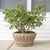 Wood Artifacts Rattan Round Cone Planter with Black Plastic Insert, Natural, 22" For Sale - Image 7 of 10