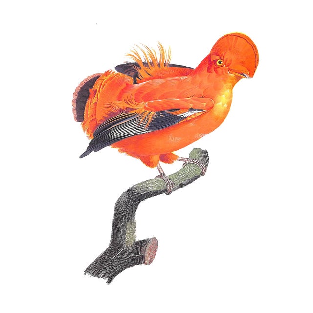 "Fine Bird Books 1700-1900" 1990 Sitwell, Sacheverell For Sale In New York - Image 6 of 10