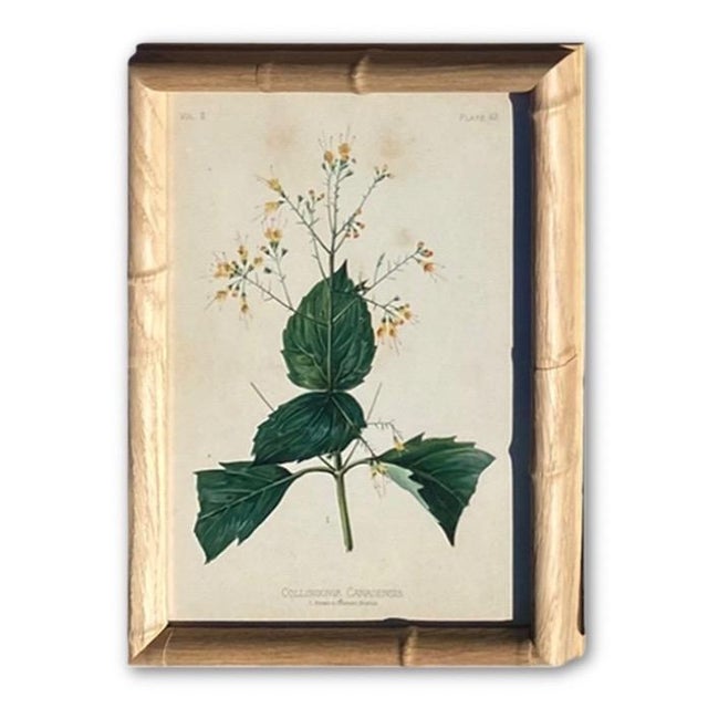 Framed Botanical Chromolithographs Set of 9 — “Wild Flowers of America”, Volume Ii, L. Prang & Co., Boston (C. 1878) For Sale - Image 13 of 18