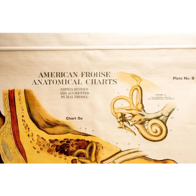 This antique American Frohse anatomical eye and ear chart was printed in 1918. The A. J. Nystrom company out of Chicago,...