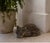 Vintage Cast Iron Sleeping Fox Statue For Sale - Image 10 of 12
