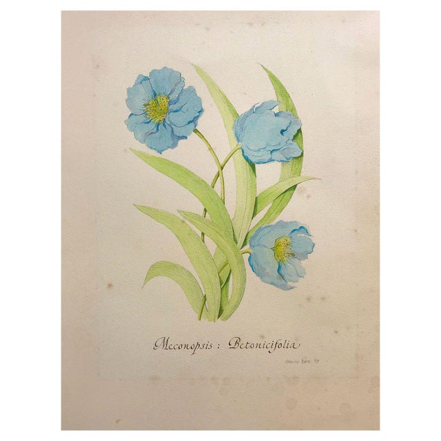 Stanley Reece, Himalayan Blue Poppy Flower, 1989, Watercolour Painting For Sale