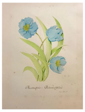 Stanley Reece, Himalayan Blue Poppy Flower, 1989, Watercolour Painting