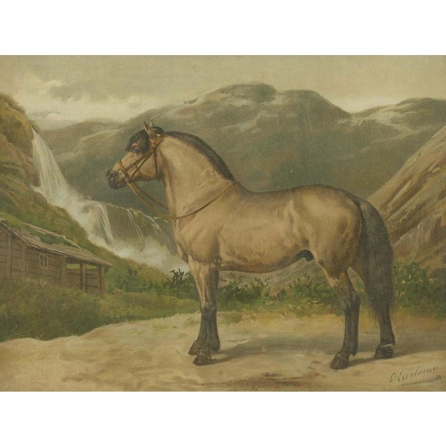 After Eerelman, Norwegian Horse, 1898, Lithograph For Sale - Image 3 of 10