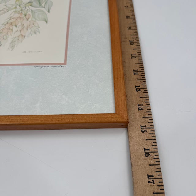 Margot Weemaes 1981 Beloperone Guttata Botanical Portfolio Print For Sale - Image 10 of 11