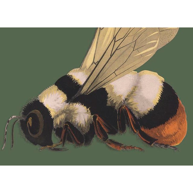 The series was produced by CFA editions from original pochior prints by E.A. Seguy. The series of insects that Seguy...