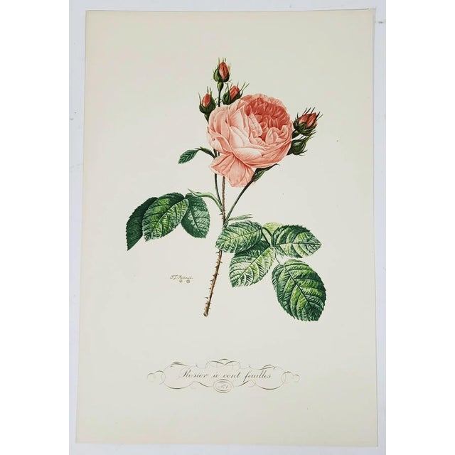 Realism Vintage French Portfolio Set of 14 Etching Plates Botanical Floral Engravings - Paris For Sale - Image 3 of 12