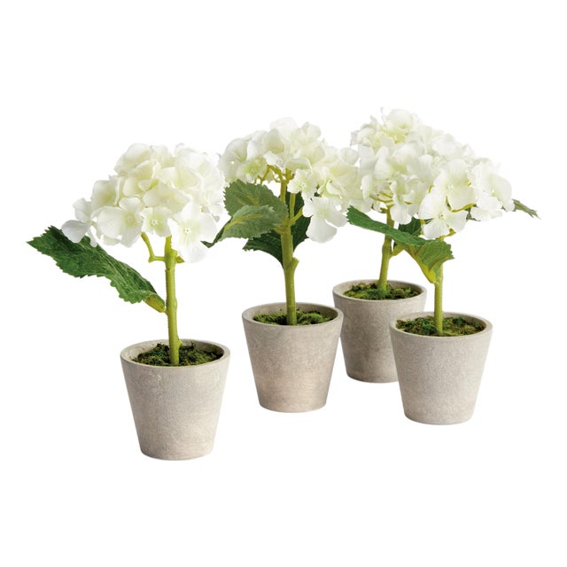 Mini Hydrangea Potted 8", Set Of 4 For Sale