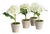 Mini Hydrangea Potted 8", Set Of 4 For Sale