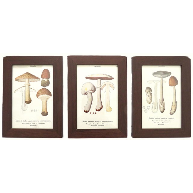 FREE SHIPPING ANYWHERE IN THE CONTINENTAL US! This is a set of 6 vintage mushroom offset lithograph prints from the book...
