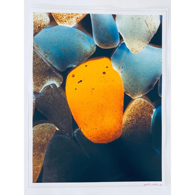 Contemporary Circa 1998 Jeffrey Rothstein, Flora Fauna Series Vintage Color Photograph For Sale - Image 3 of 8