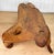 Mid 20th Century Vintage Teak Root Burl Live Edge Sculptural Bench Coffee Table For Sale - Image 5 of 8