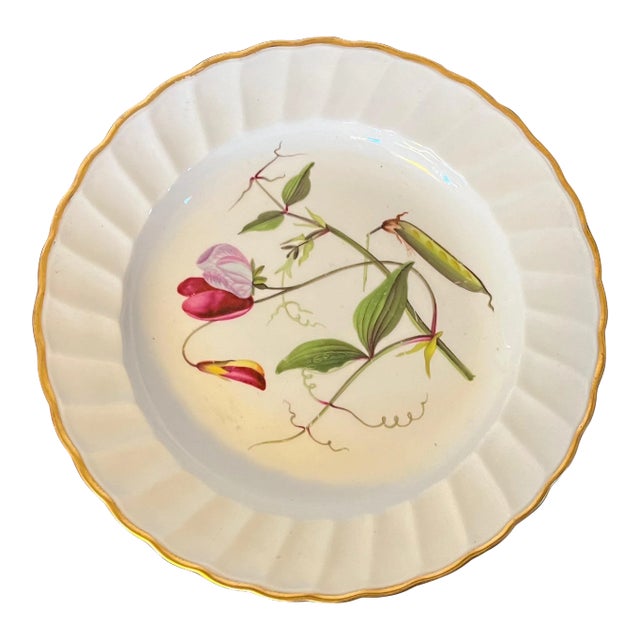 Antique 18th Century Derby Porcelain Botanical Plate Decorated With Hand Painted Specimen - Sweet Pea For Sale