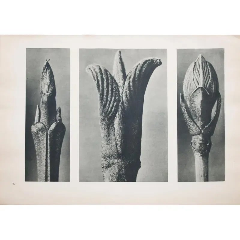 アート・デザイン・音楽 KARL BLOSSFELDT WORKING COLLAGES アート・デザイン・音楽 KARL BLOSSFELDT WORKING COLLAGES Karl