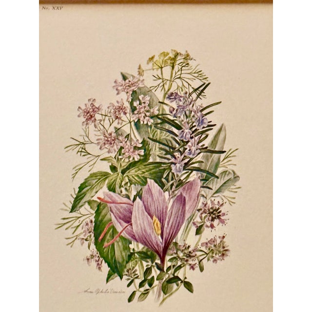 Vintage botanical print by artist Anne Ophelia Dowden. This print features a charming arrangement of saffron crocus,...