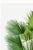 Paper Fan Palm Botanical Study, Vintage Art Print Reproduction, 40" X 60" For Sale - Image 7 of 10