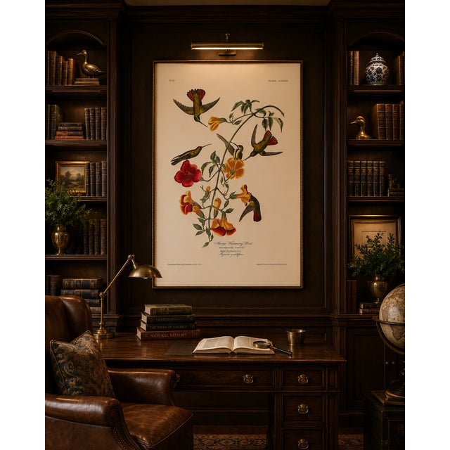 Mango Hummingbird, Museum Style Audubon Bird Print, 24" X 36" For Sale - Image 10 of 11