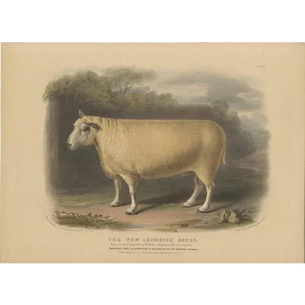 Old colored lithograph by Fairland after W. Nicholson, from "The Breeds of the Domestic Animals of the British Isles" by...