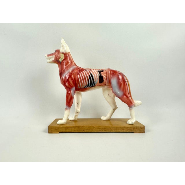 Vintage Vinyl Dog Acupuncture Model, 1970s For Sale - Image 16 of 16