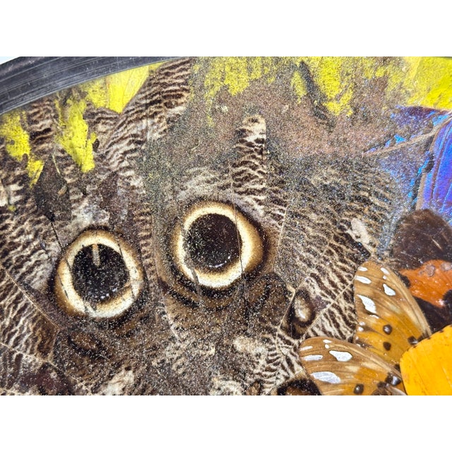 Brazilian Butterfly Wing Morpho Jesus Christ Charger C. 1950s For Sale - Image 9 of 17