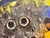 Brazilian Butterfly Wing Morpho Jesus Christ Charger C. 1950s For Sale - Image 9 of 17