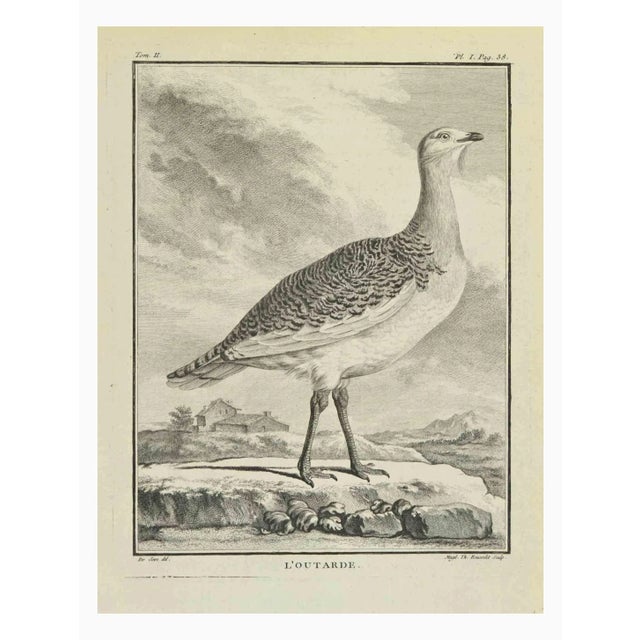 L'Outarde is an etching realized by Madeleine Rousselet in 1771. It belongs to the suite "Histoire Naturelle de Buffon"....