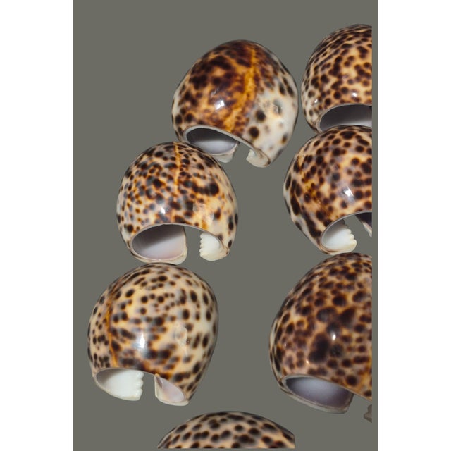Vintage Nautical Sea Life Table Decor Seven Tiger Cowrie Shell Napkin Rings For Sale - Image 4 of 7
