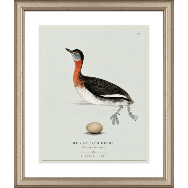 Paper William Lewin 1789 Waterbirds Fine Art Gallery Board Print - The Red Necked Grebe For Sale - Image 7 of 12