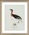 Paper William Lewin 1789 Waterbirds Fine Art Gallery Board Print - The Red Necked Grebe For Sale - Image 7 of 12