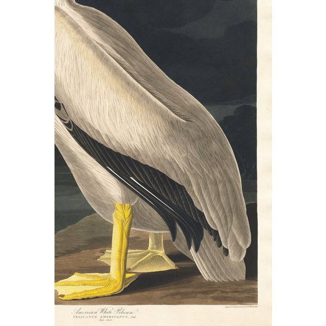 American White Pelican (Audubon), Vintage Art Print Reproduction, 32″ × 48″ For Sale - Image 10 of 11