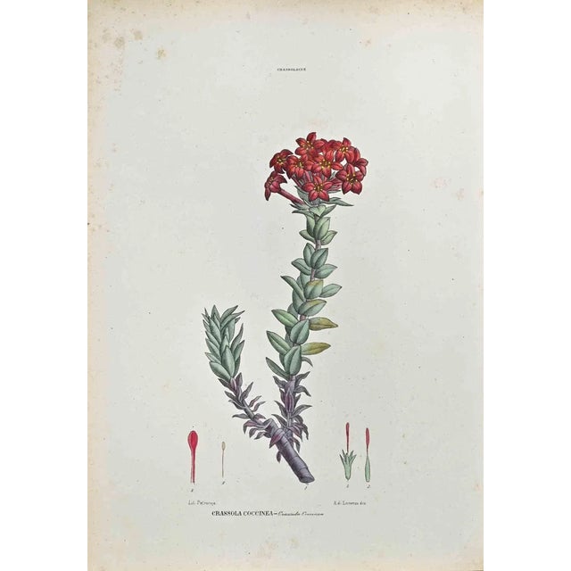 Vincenzo Tenore, The Crassolaceae, Lithograph, 1870s For Sale