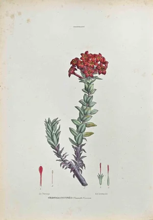 Vincenzo Tenore, The Crassolaceae, Lithograph, 1870s