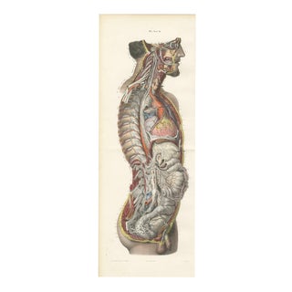Hirschfeld and Leveille, the Nervous System of the Whole Body, Hirschfeld Double Folding Plate, 1866, Paper For Sale