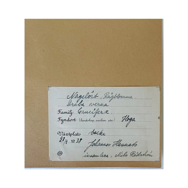Rustic European Vintage Swedish Herbarium - Spring Draba, Circa 1938 For Sale - Image 3 of 3