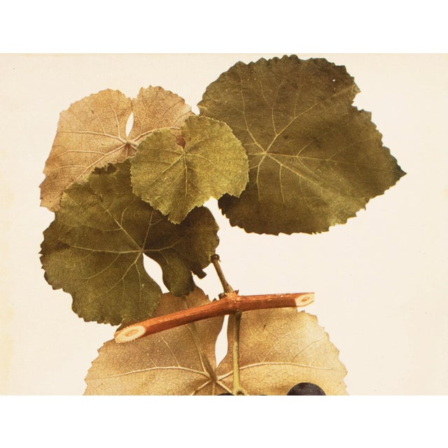 Farmhouse 1900s U. P. Hedrick, Original Antique Photogravure of Herbert Grapes For Sale - Image 3 of 6