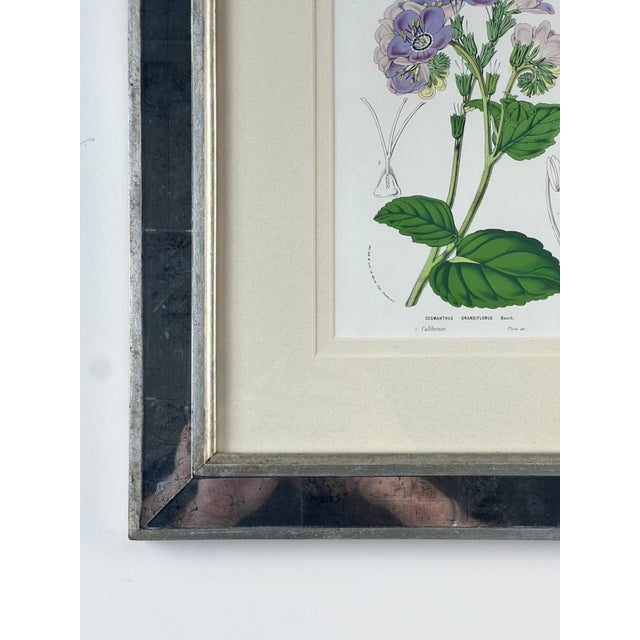 1970s Vintage Trowbridge Custom Framed Botanical Print “Cosmanthus Grandiflorus” After Louis Van Houtte (1810–1876) For Sale - Image 5 of 10