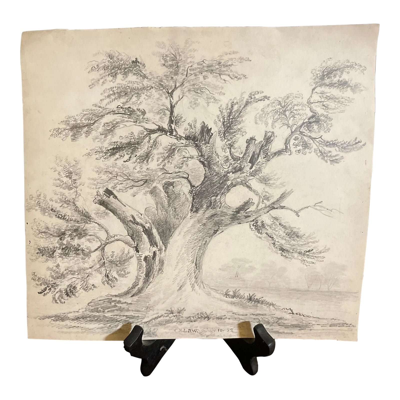 Original Tree Sketch, 1952 | Chairish