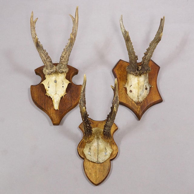 Set of Six Vintage Roe Deer Trophies on Wooden Plaques Germany Ca. 1960s For Sale - Image 6 of 7