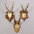 Set of Six Vintage Roe Deer Trophies on Wooden Plaques Germany Ca. 1960s For Sale - Image 6 of 7