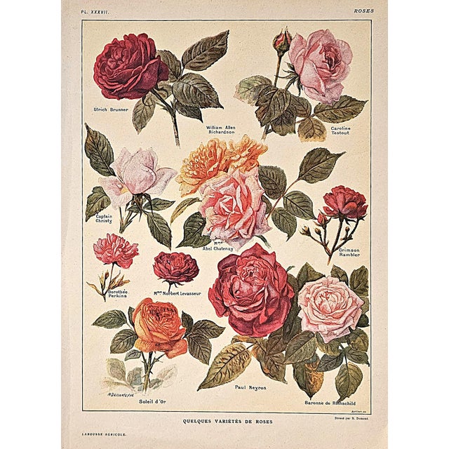 Contemporary 1921 Rare Set of 3 Antique French Illustrated Botanical Flowers in Red For Sale - Image 3 of 7